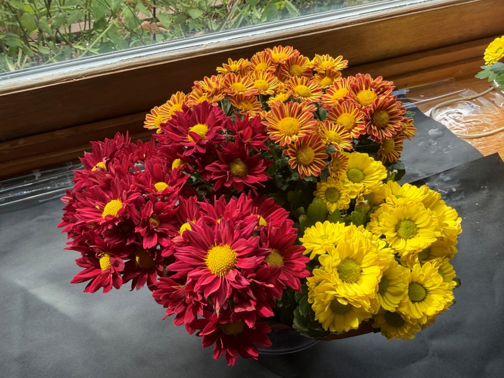 A photo of a miniature tri-colored mum