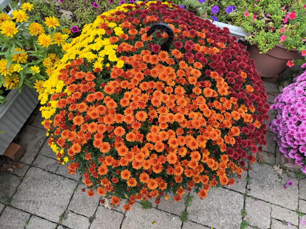 A photo of a tri-colored mum