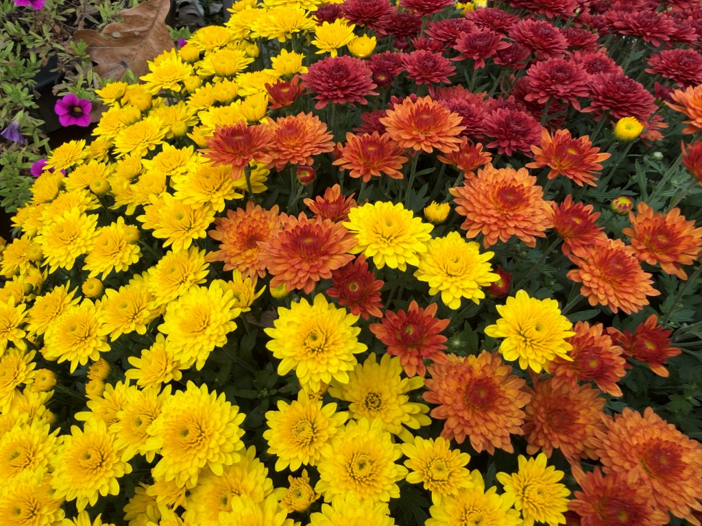 A close-up photo of a tri-colored mum