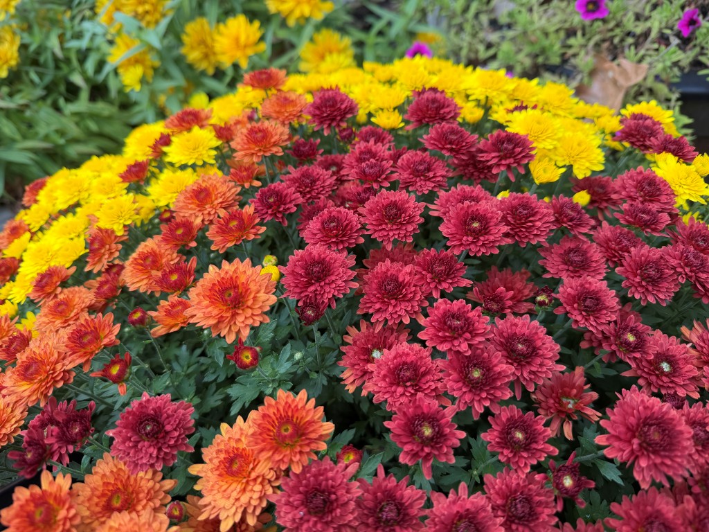A close-up photo of a tri-colored mum