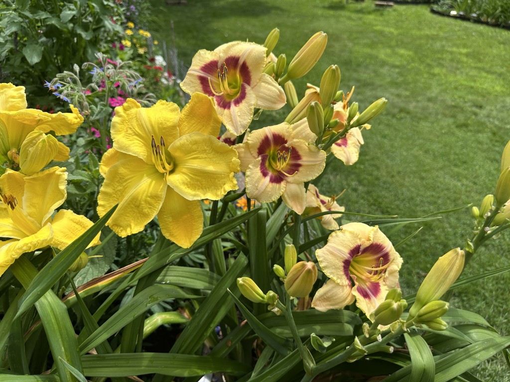 A photo of 'Ram' and 'Custard Candy' daylilies in bloom together