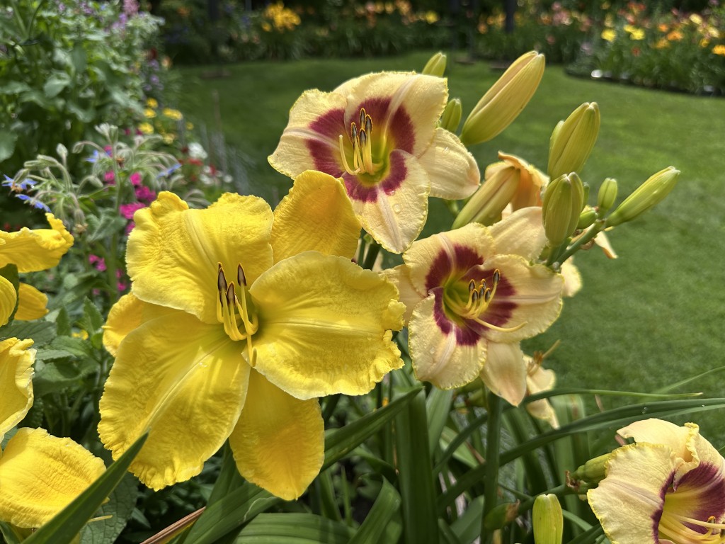 A photo of 'Ram' and 'Custard Candy' daylilies in bloom together