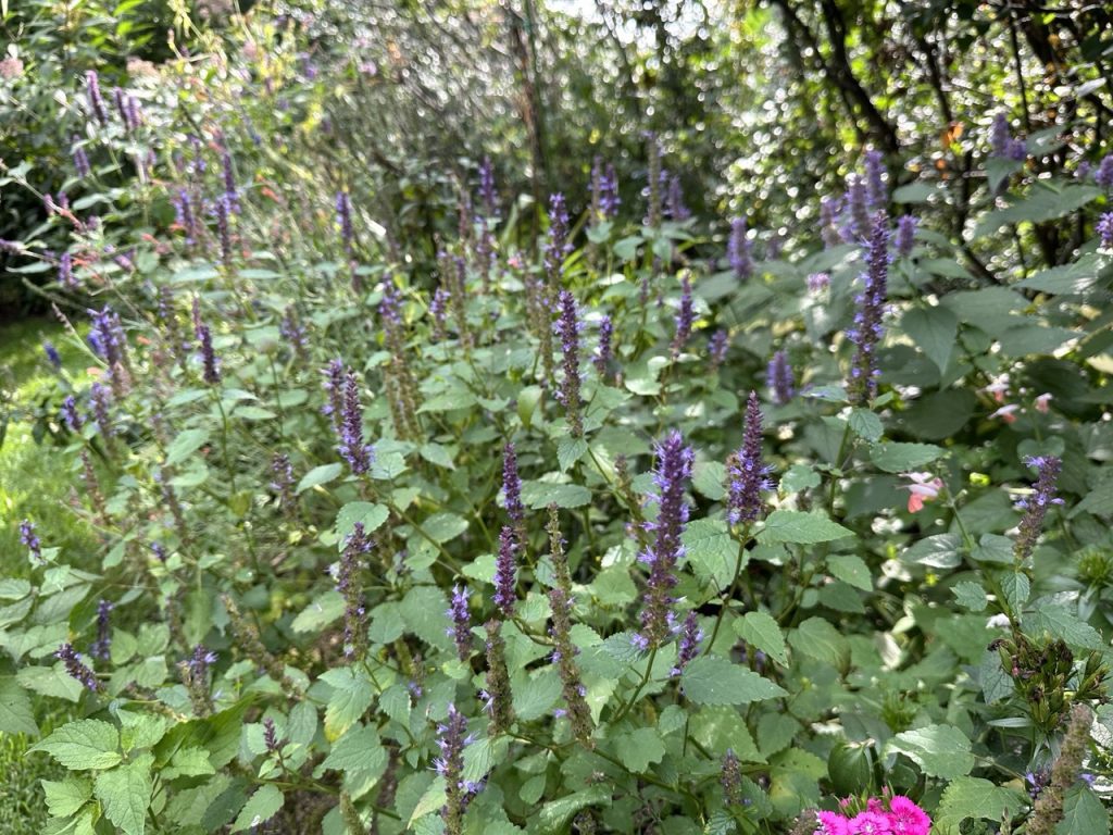 'Astello Indigo' plants growing in a flowerbed