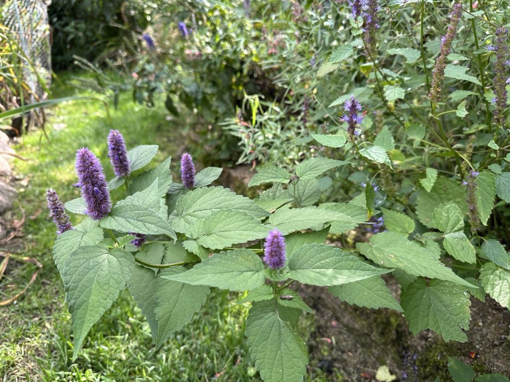 Agastache flowers blooming next to 'Astello Indigo' flowers