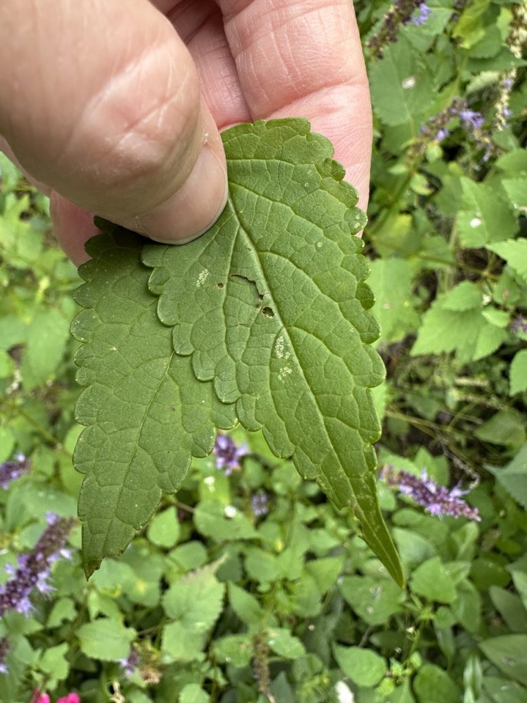 A close-up photo of the leaves of an 'Astello Indigo' plant.
