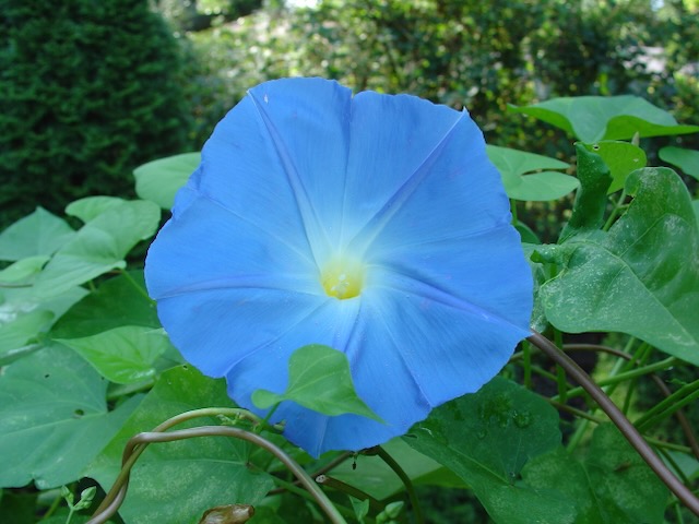 A close-up photo of a 'Heavenly Blue' morning glory flower in bloom