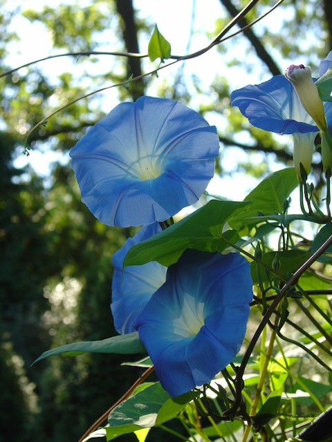A photo of 'Heavenly Blue' morning glories blooming on a trellis