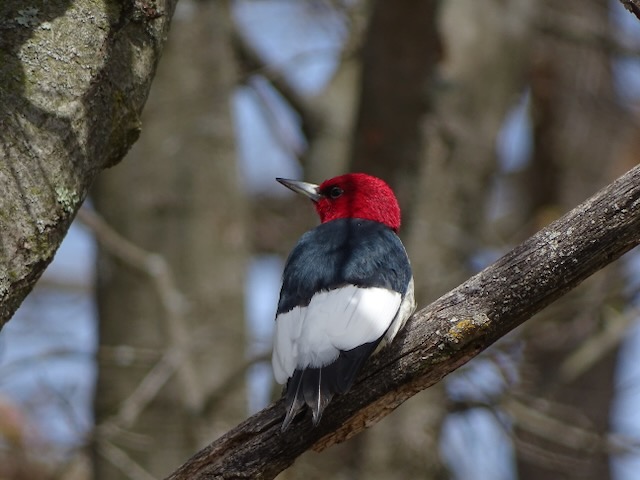 A photo of an adult Red-headed Woodpecker sitting on a tree branch
