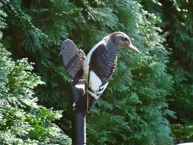 A photo of a juvenile Red-headed Woodpecker clinging to a birdfeeder pole
