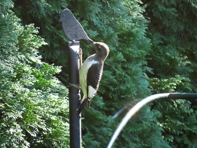 A photo of a juvenile Red-headed Woodpecker clinging to a birdfeeder pole