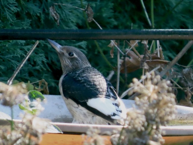 A photo of a juvenile Red-headed Woodpecker sitting in a birdbath