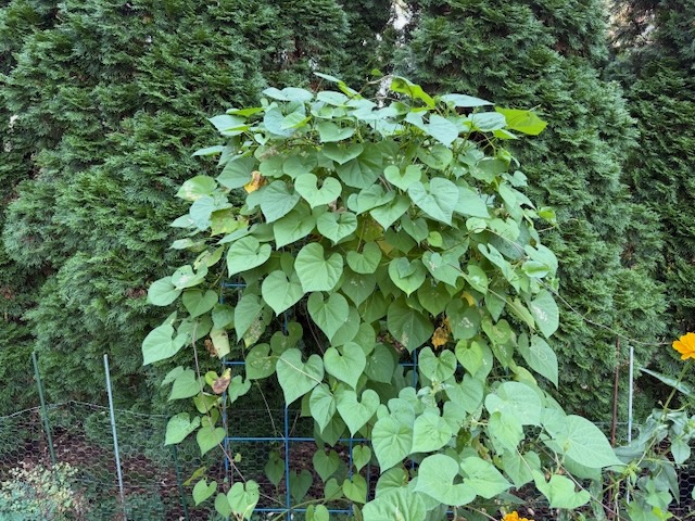 A photo of a trellis full of non-blooming 'Heavenly Blue' morning glory plants