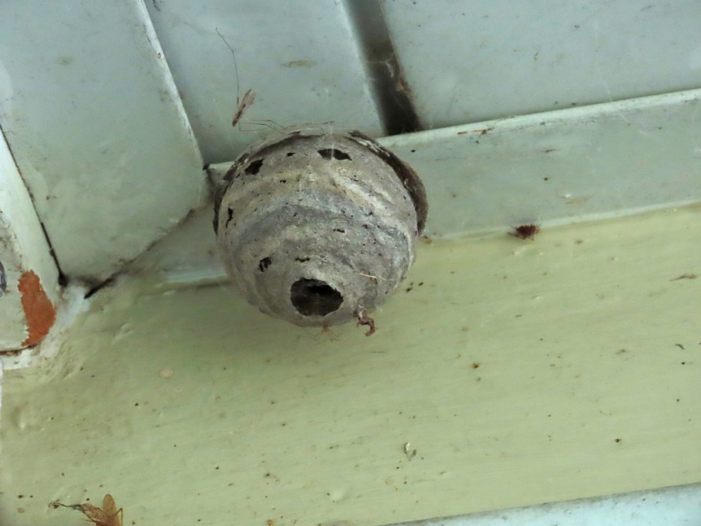 A photo of a used mud potter wasp nest hanging from a home's soffit.