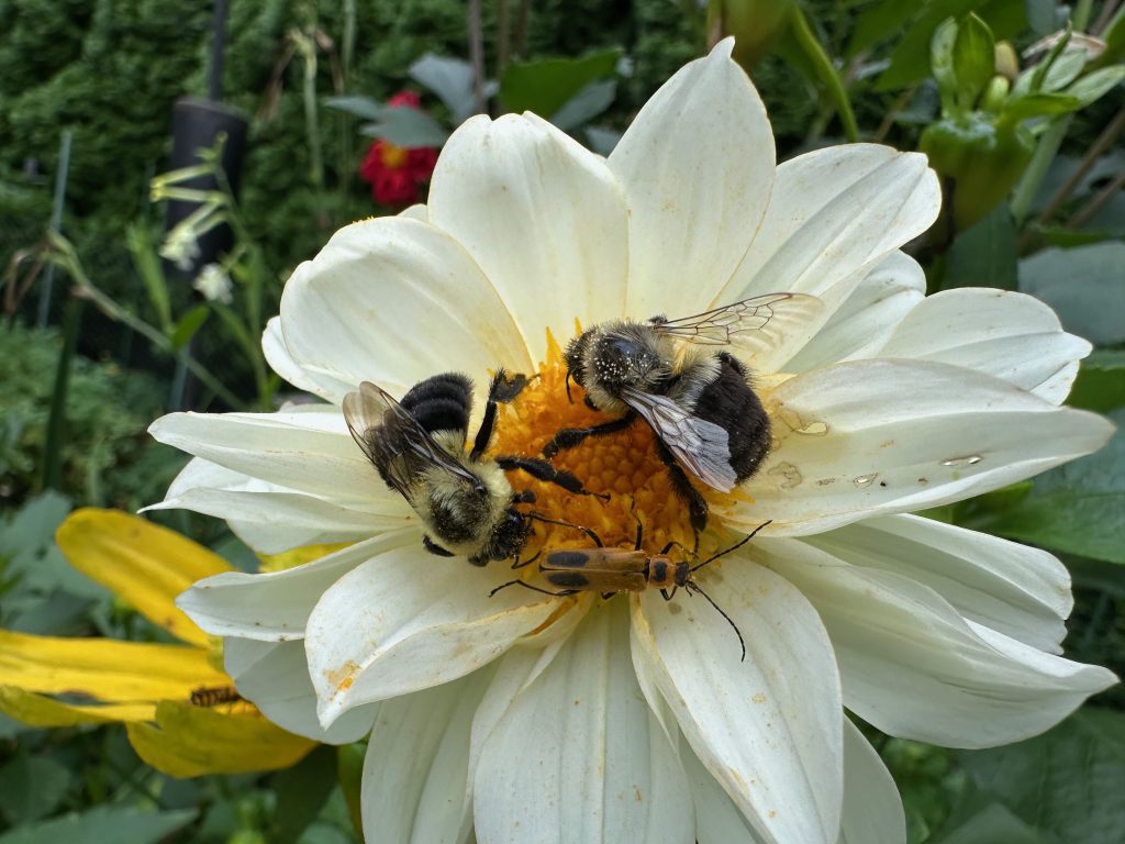 A photo of two bumblebees and a solider beetle collecting nectar from a white Dahlia 'Figaro' flower.