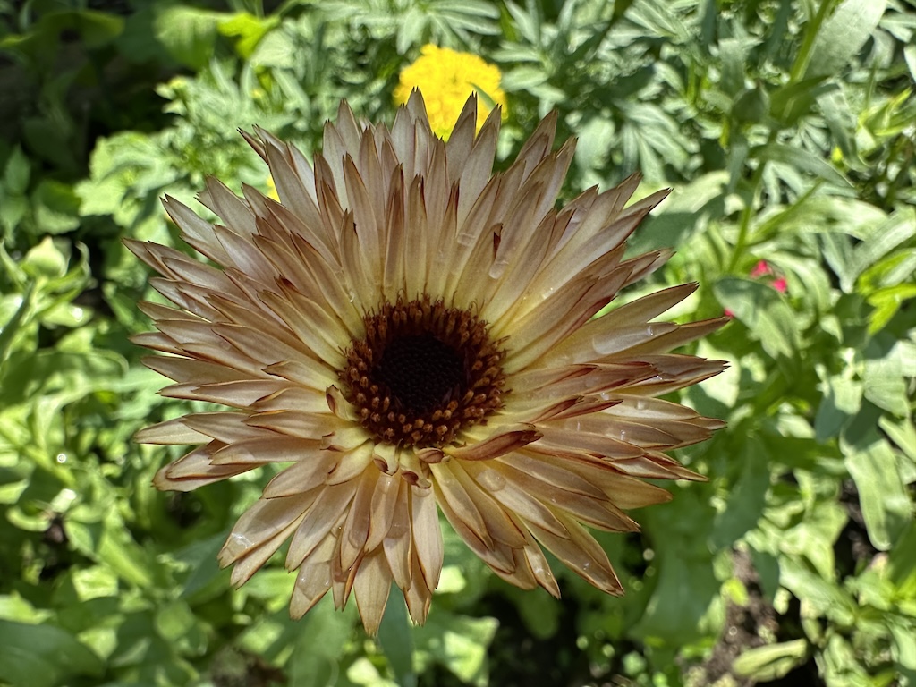 A close-up photo of calendula 'Orange Flash' in bloom in a flowerbed