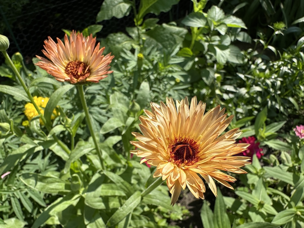 A close-up photo of two calendula 'Orange Flash' flowers blooming in a flowerbed