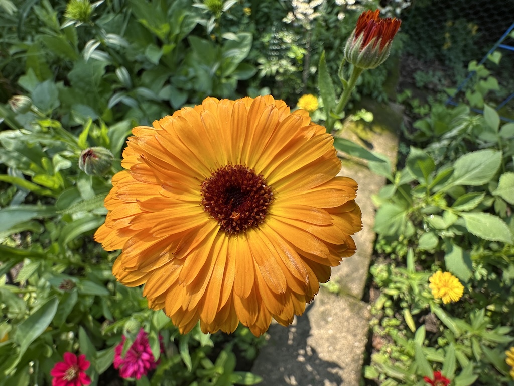 A close-up photo of Calendula 'Kinglet' in bloom in a flowerbed