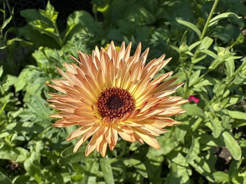 A close-up photo of calendula 'Orange Flash' in bloom in a flowerbed